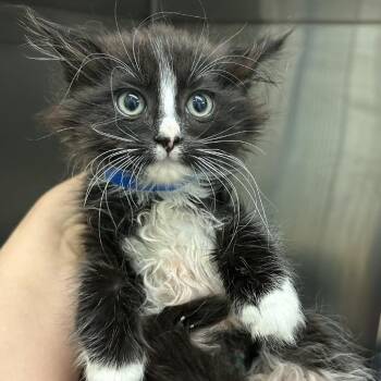 Jaws -  Domestic Short Hair Cat for Adoption in Buffalo, Minnesota - Jaws | PetCurious