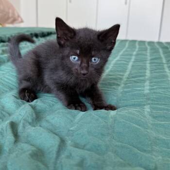 Selkie -  Domestic Short Hair Cat for Adoption - Selkie | PetCurious