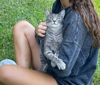 Rescue Domestic Short Hair Cats for Adoption in Savannah, Georgia - Mickey | PetCurious