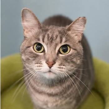 Empress Meow Meow -  Domestic Short Hair Cat for Adoption in Lincoln, Nebraska - Empress Meow Meow | PetCurious