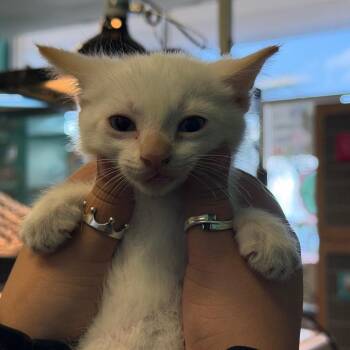 Domestic Short Hair Cats Available for Adoption in Lake Jackson, Texas - Boosie | PetCurious