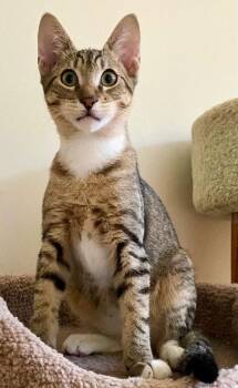 King -  Domestic Short Hair Cat for Adoption in Reston, Virginia - King | PetCurious