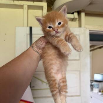 Sinbad -  Domestic Short Hair Cat for Adoption in Kansas City, Missouri - Sinbad | PetCurious