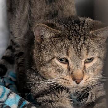 Zuko (Neutered) (Photo August 28th 2026) -  Tabby and Domestic Short Hair Cat for Adoption in Marietta, Ohio - Zuko (Neutered) (Photo August 28th 2026) | PetCurious