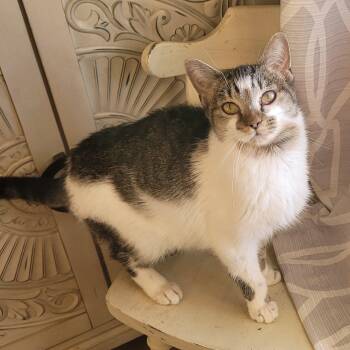 Domestic Short Hair Cats Available for Adoption - Birdie | PetCurious