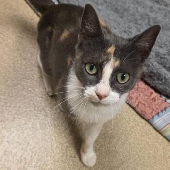 Bonnie -  Domestic Short Hair Cat for Adoption in Bristol, Indiana - Bonnie | PetCurious