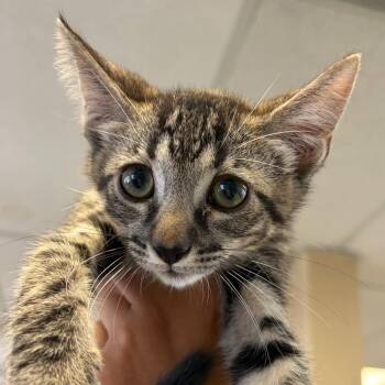 Poseidon -  Domestic Short Hair Cat for Adoption in Goleta, California - Poseidon | PetCurious