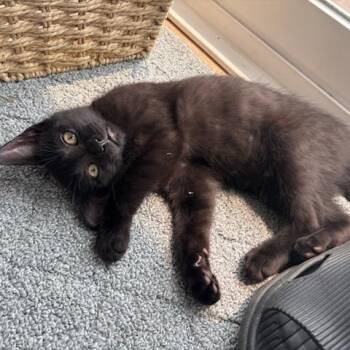 Dasani -  Domestic Short Hair Cat for Adoption in Evanston, Illinois - Dasani | PetCurious