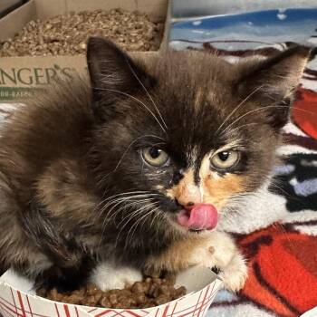 Penelope -  Domestic Short Hair Cat for Adoption in Newark, New Jersey - Penelope | PetCurious