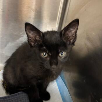 Amelia -  Domestic Short Hair Cat for Adoption in Bentonville, Arkansas - Amelia | PetCurious