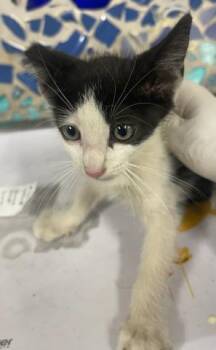 NEO -  Domestic Short Hair Cat for Adoption in Pensacola, Florida - NEO | PetCurious