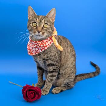 Tracy (Social Butterfly) -  Calico and Tabby Cat for Adoption in Tucker, Georgia - Tracy (Social Butterfly) | PetCurious