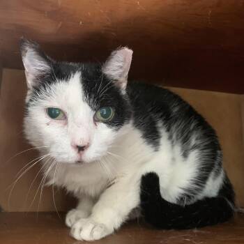 Rescue Domestic Short Hair Cats for Adoption in Buffalo, New York - Patches | PetCurious