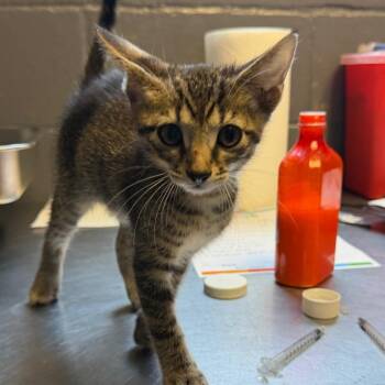 TUSC-Stray-85333_2_3 -  Domestic Short Hair Cat for Adoption in Tuscaloosa, Alabama - TUSC-Stray-85333_2_3 | PetCurious