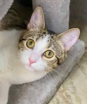Rescue American Shorthair Cats for Adoption in Greenbrier, Arkansas - Carolina | PetCurious