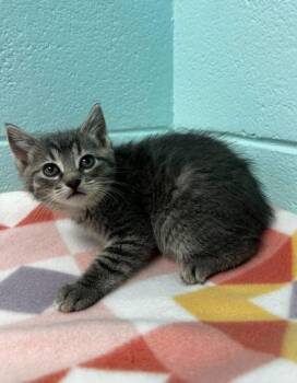 Domestic Short Hair Cats Available for Adoption in Spruce Pine, North Carolina - Coral | PetCurious