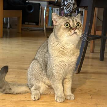 Himalia -  Scottish Fold Cat for Adoption - Himalia | PetCurious