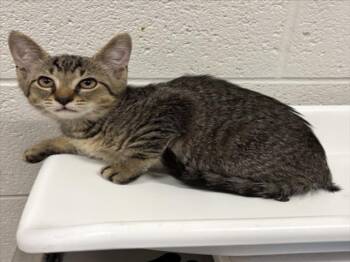 SUE BIRD -  Domestic Short Hair Cat for Adoption in Derwood, Maryland - SUE BIRD | PetCurious
