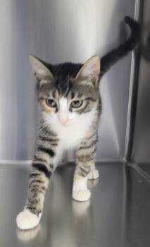 If-9 Calie -  Domestic Short Hair Cat for Adoption in Lawrenceville, Georgia - If-9 Calie | PetCurious