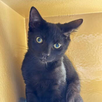 Rescue Domestic Short Hair Cats for Adoption in Fishkill, New York - Jasper | PetCurious