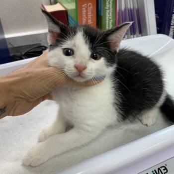 Wednesday -  Domestic Short Hair Cat for Adoption in Morganton, North Carolina - Wednesday | PetCurious