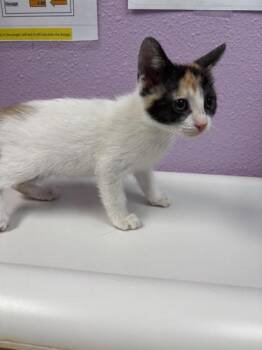 Griselda* -  Domestic Short Hair Cat for Adoption in El Paso, Texas - Griselda* | PetCurious
