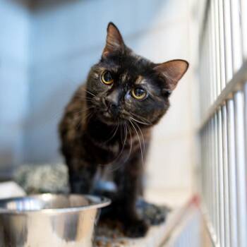 Domestic Short Hair Cats Available for Adoption in Des Moines, Iowa - Daisey -- Bonded Buddy With Minnie | PetCurious