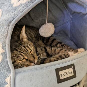 Sidney -  Domestic Short Hair and Mixed Breed Cat for Adoption in Wantagh, New York - Sidney | PetCurious