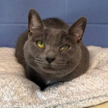 Milani -  Domestic Short Hair Cat for Adoption in Dekalb, Illinois - Milani | PetCurious