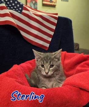 Sterling -  Domestic Medium Hair Cat for Adoption in Port Clinton, Ohio - Sterling | PetCurious