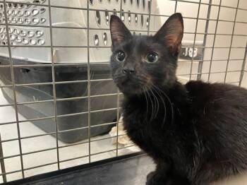 Rescue Domestic Short Hair Cats for Adoption in Baytown, Texas - JESPER | PetCurious