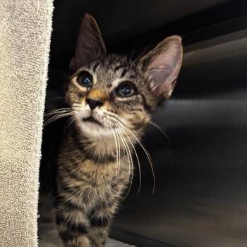 Felicity -  Domestic Short Hair Cat for Adoption in Bristol, Indiana - Felicity | PetCurious