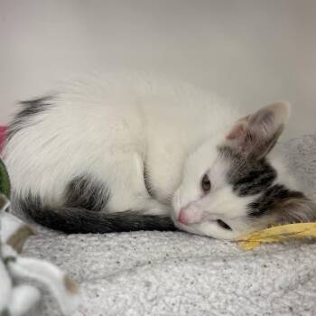 Domestic Short Hair Cats Available for Adoption in Buffalo, New York - Arlo | PetCurious