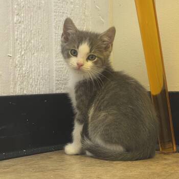 Domestic Short Hair Cats Available for Adoption in Tulsa, Oklahoma - Lake | PetCurious