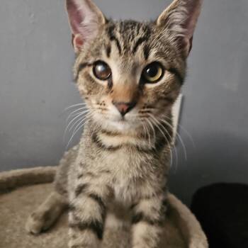 Rescue Domestic Short Hair Cats for Adoption in Richmond, Virginia - Friday Night Fun | PetCurious