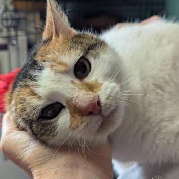 Domestic Short Hair Cats Available for Adoption - Catniss | PetCurious