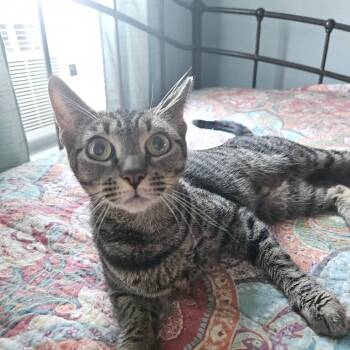 Dorothy -  Domestic Short Hair Cat for Adoption in Ringtown, Pennsylvania - Dorothy | PetCurious