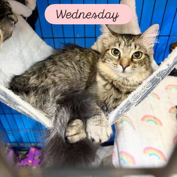 Wednesday -  Domestic Medium Hair Cat for Adoption in Centerville, Georgia - Wednesday | PetCurious
