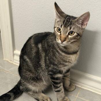 Lucky -  Domestic Short Hair Cat for Adoption in Laredo, Texas - Lucky | PetCurious