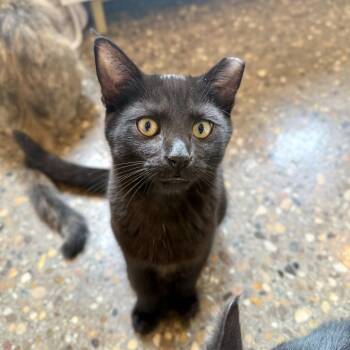 Soy -  Domestic Short Hair Cat for Adoption in Louisville, Kentucky - Soy | PetCurious