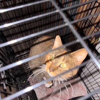 Domestic Short Hair Cats Available for Adoption - Hazel | PetCurious