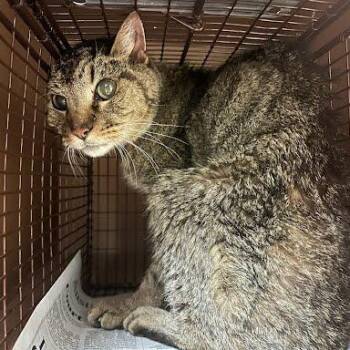 Linus -  Domestic Short Hair Cat for Adoption in Austin, Texas - Linus | PetCurious