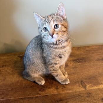Jackie -  Domestic Short Hair Cat Available for Adoption in Hartville, Ohio - Jackie | PetCurious