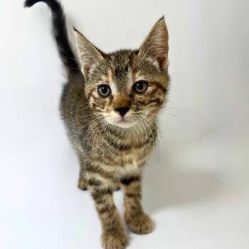 Monica -  Tabby Cat for Adoption in Pasco, Washington - Monica | PetCurious