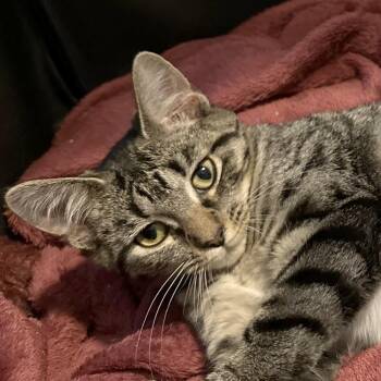 Porcupine -  Domestic Short Hair Cat for Adoption in Traverse City, Michigan - Porcupine | PetCurious