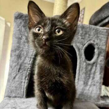 Gretchen -  Domestic Short Hair Cat for Adoption in Kansas City, Missouri - Gretchen | PetCurious