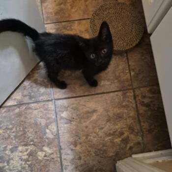 Walter Sobchak -  Domestic Short Hair Cat for Adoption in West Olive, Michigan - Walter Sobchak | PetCurious
