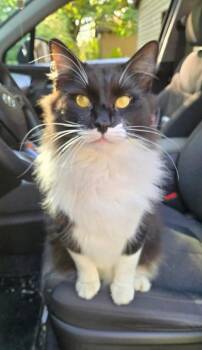 Rescue Domestic Medium Hair Cats for Adoption in Concord, Ohio - Roxy | PetCurious
