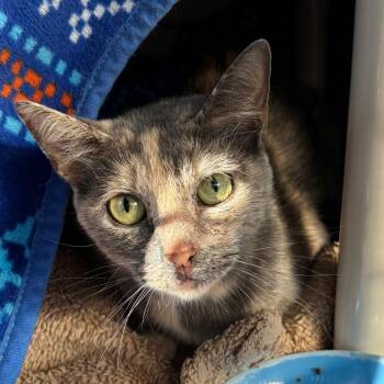LQ -  Domestic Short Hair Cat for Adoption in Walker, Michigan - LQ | PetCurious