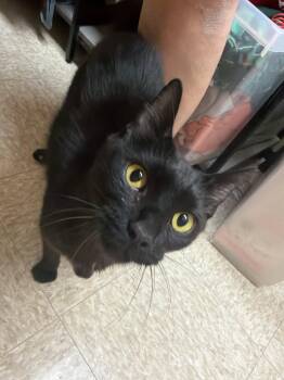Serious -  Domestic Short Hair Cat for Adoption in Wheaton, Illinois - Serious | PetCurious